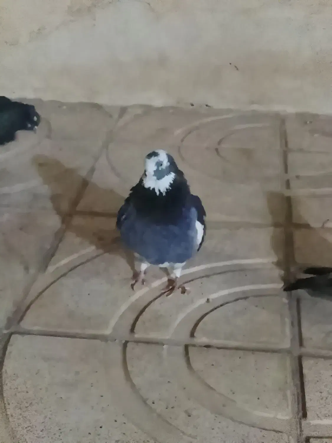 ابلق|پرنده|خاوران, |دیوار