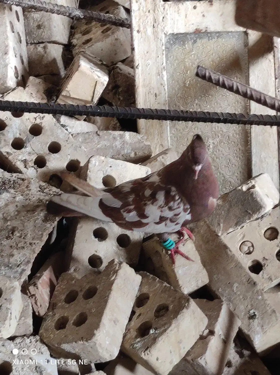 کبورت دورگ|پرنده|کارون, |دیوار