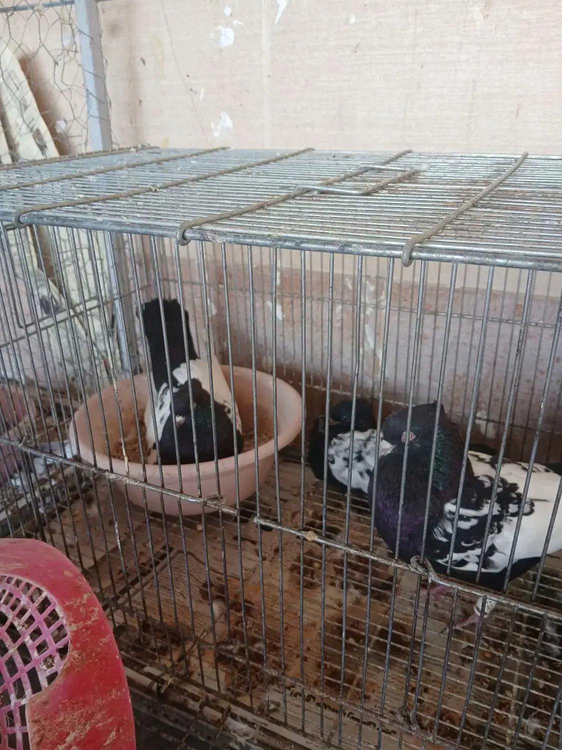 کبوتر بهبهونی|پرنده|برازجان, |دیوار