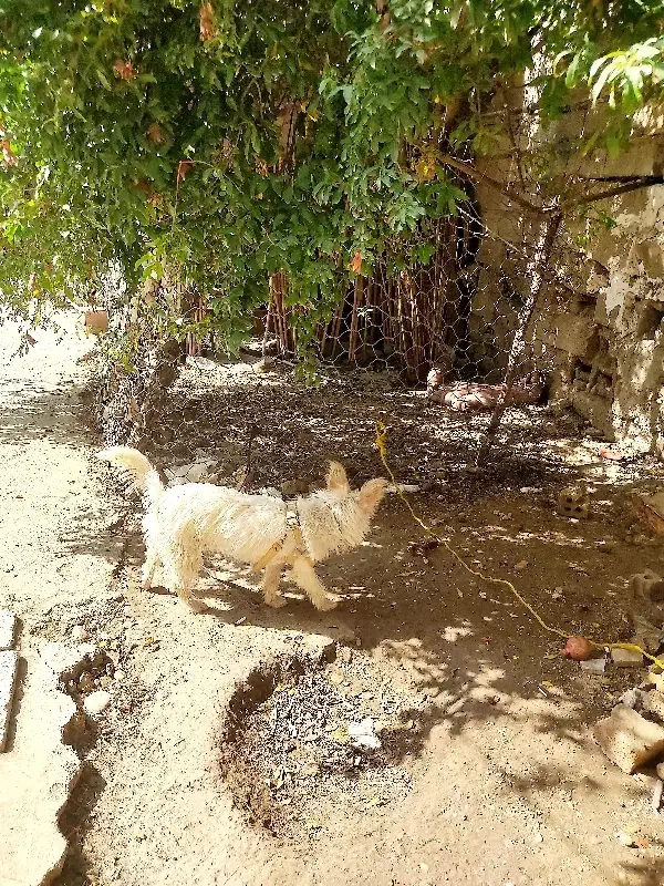 سگ پاکوتاه تریر تربیت شده ،حفت نرو ماده|سگ|کلاله, |دیوار