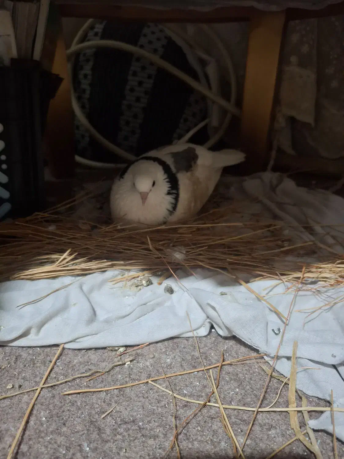 کبوتراصیل|پرنده|قم, شهر قائم|دیوار