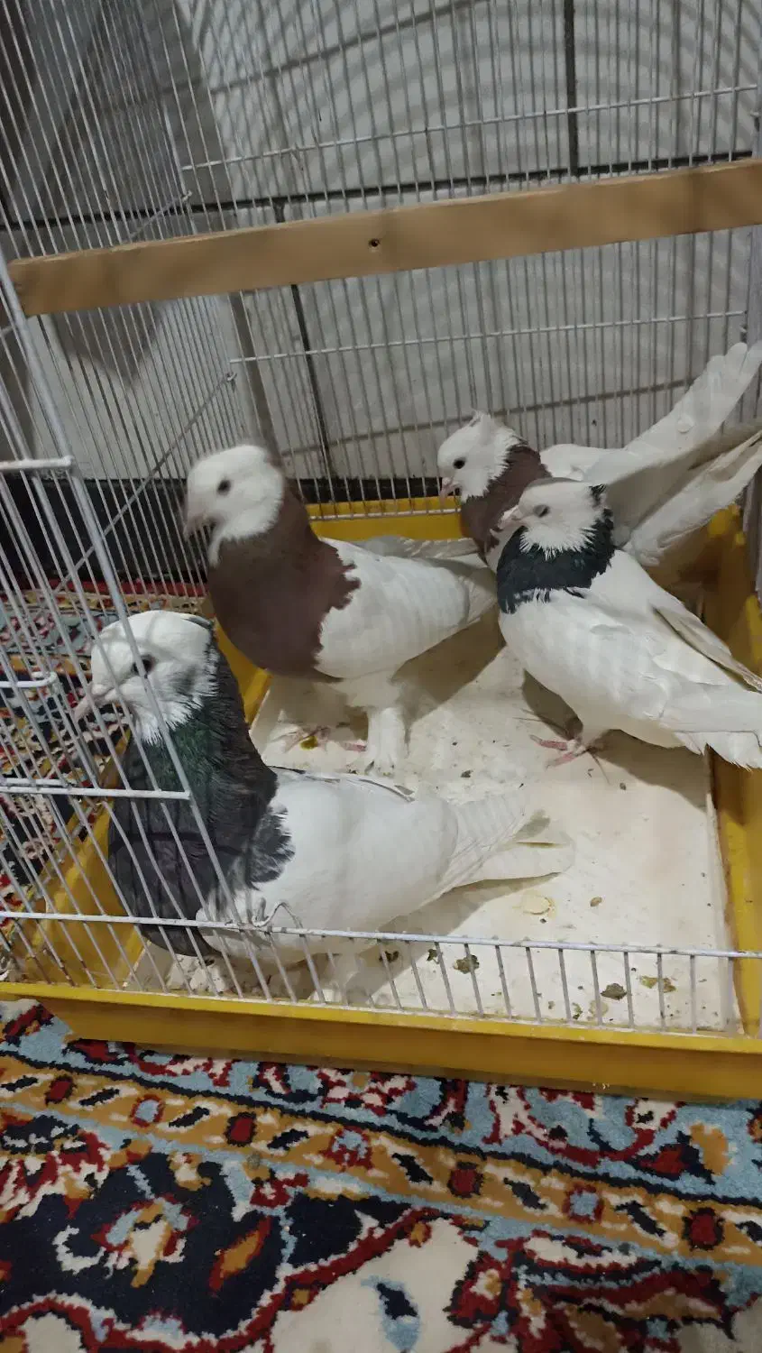 جفت طوقی|پرنده|زرند, |دیوار