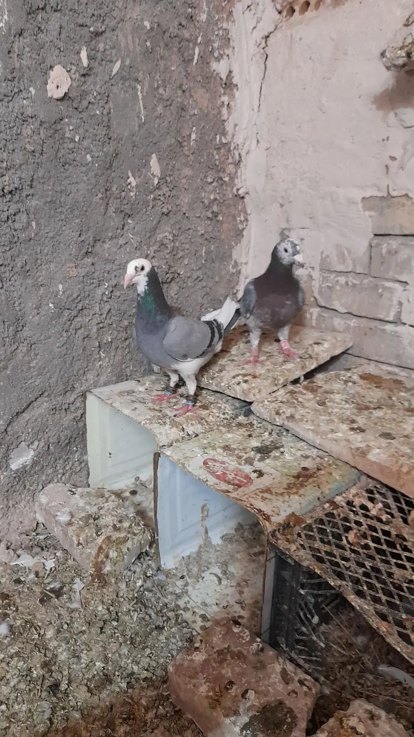 کبوتر|پرنده|سده (خراسان جنوبی), |دیوار