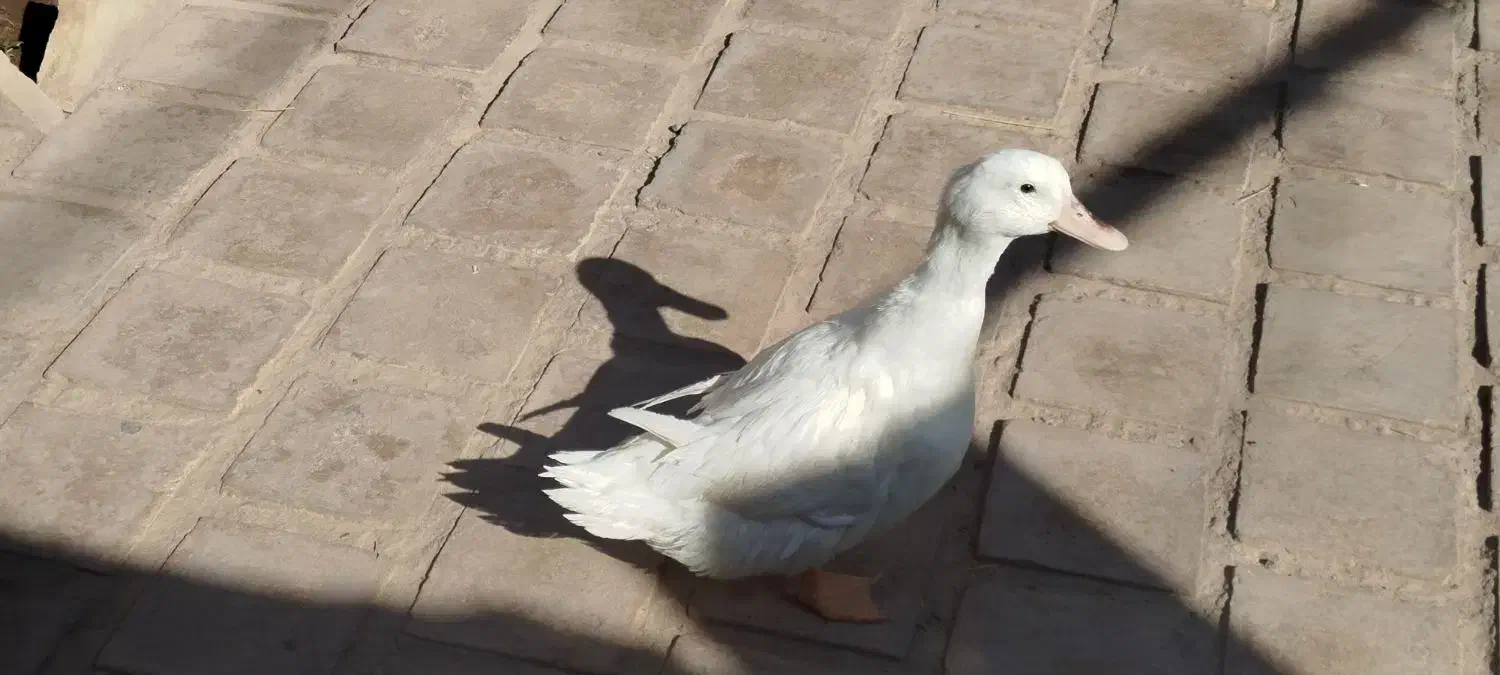 اردک|پرنده|کویرات, |دیوار