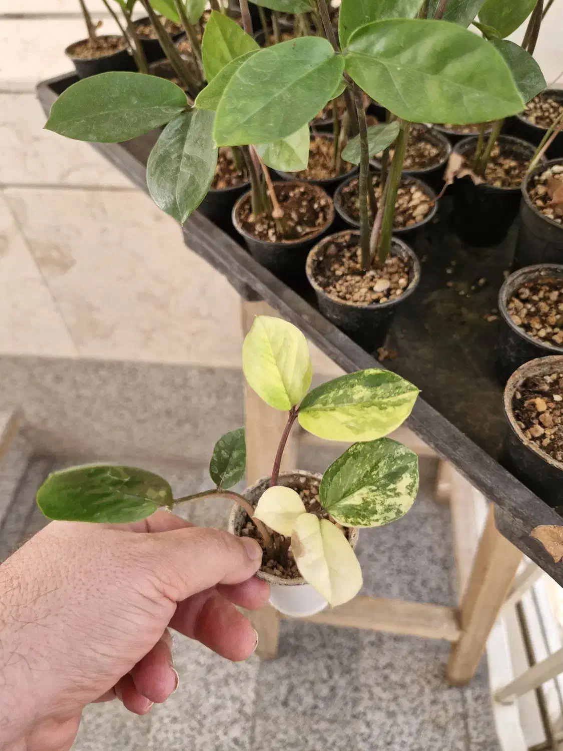 زامفولیا ابلق تایلندی معاوضه با طوطی سانان|گل و گیاه طبیعی|تهران, جوادیه تهرانپارس|دیوار