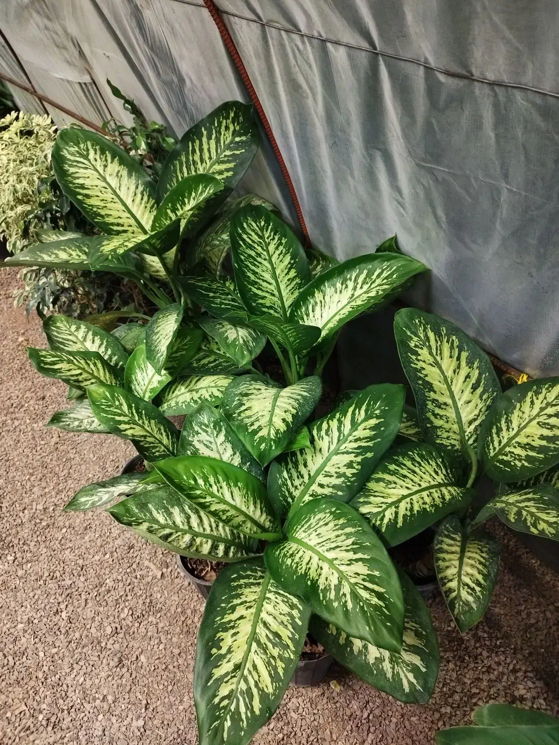 دیفن باخیا|گل و گیاه طبیعی|طاهرگوراب, |دیوار