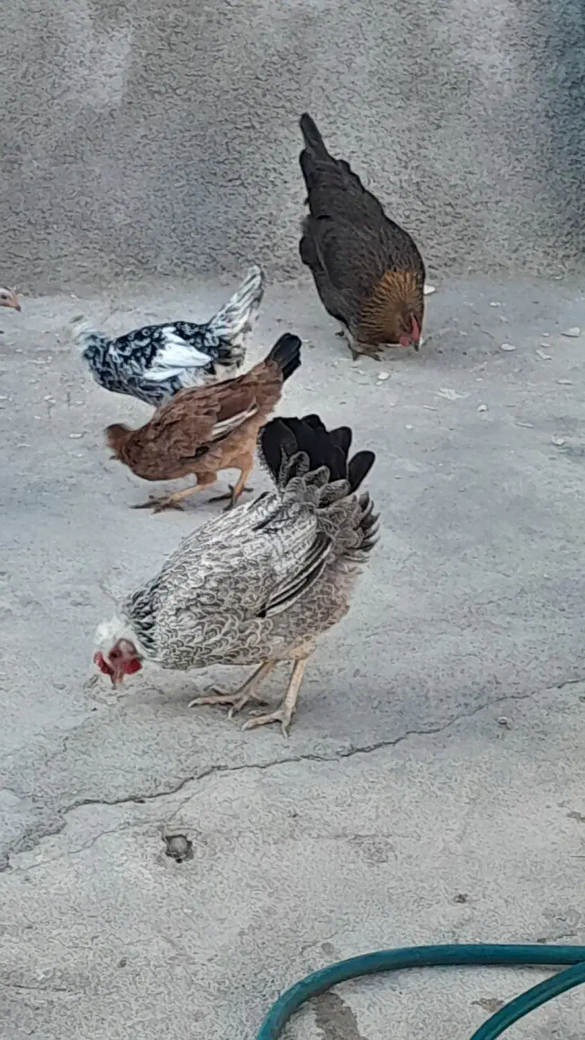 ۲عدد مرغ دونه ای ۴۵۰،چند عدد جوجه دونه ای ۱۵۰تومن|حیوانات مزرعه|ایذه, |دیوار