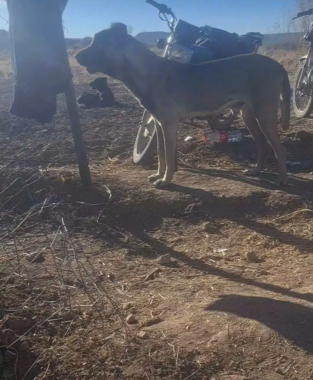 سگ سرابی|سگ|قرچک, داوود آباد|دیوار