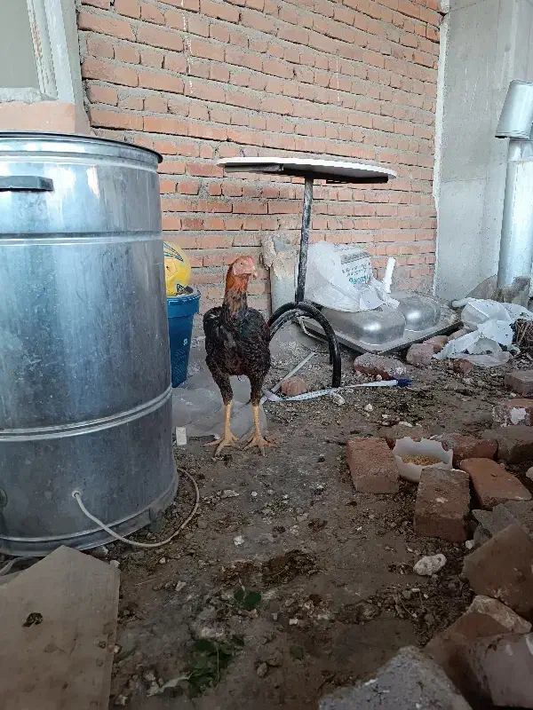 خروس لاری اصل|حیوانات مزرعه|بناب, |دیوار