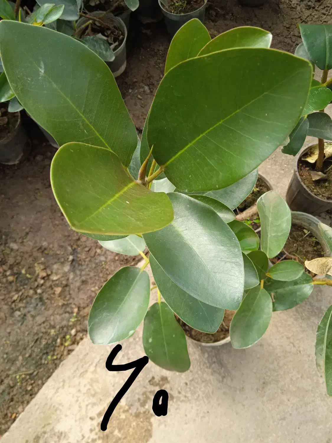 گل گلدان گل|کلکسیون و سرگرمی|بروجرد, |دیوار