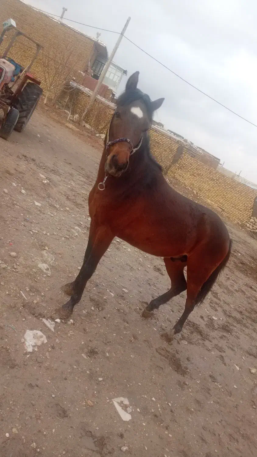 اسب|اسب و تجهیزات اسب‌سواری|سجاس رود, |دیوار