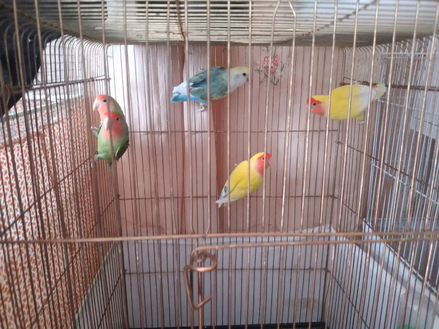 طوطی برزیلی وعروس هلندی|پرنده|بیرجند, |دیوار