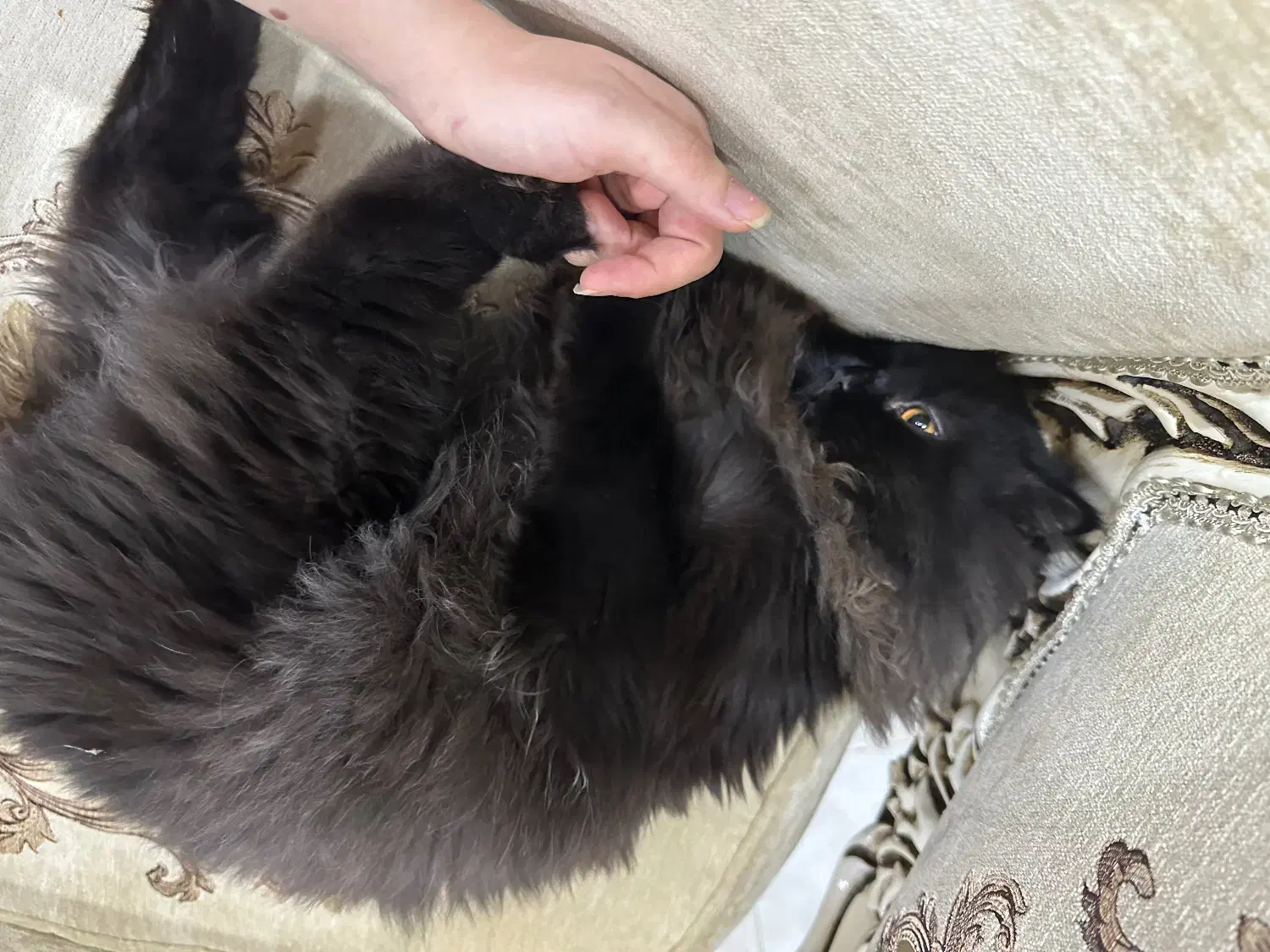 پیشی|گربه|تبریز, |دیوار