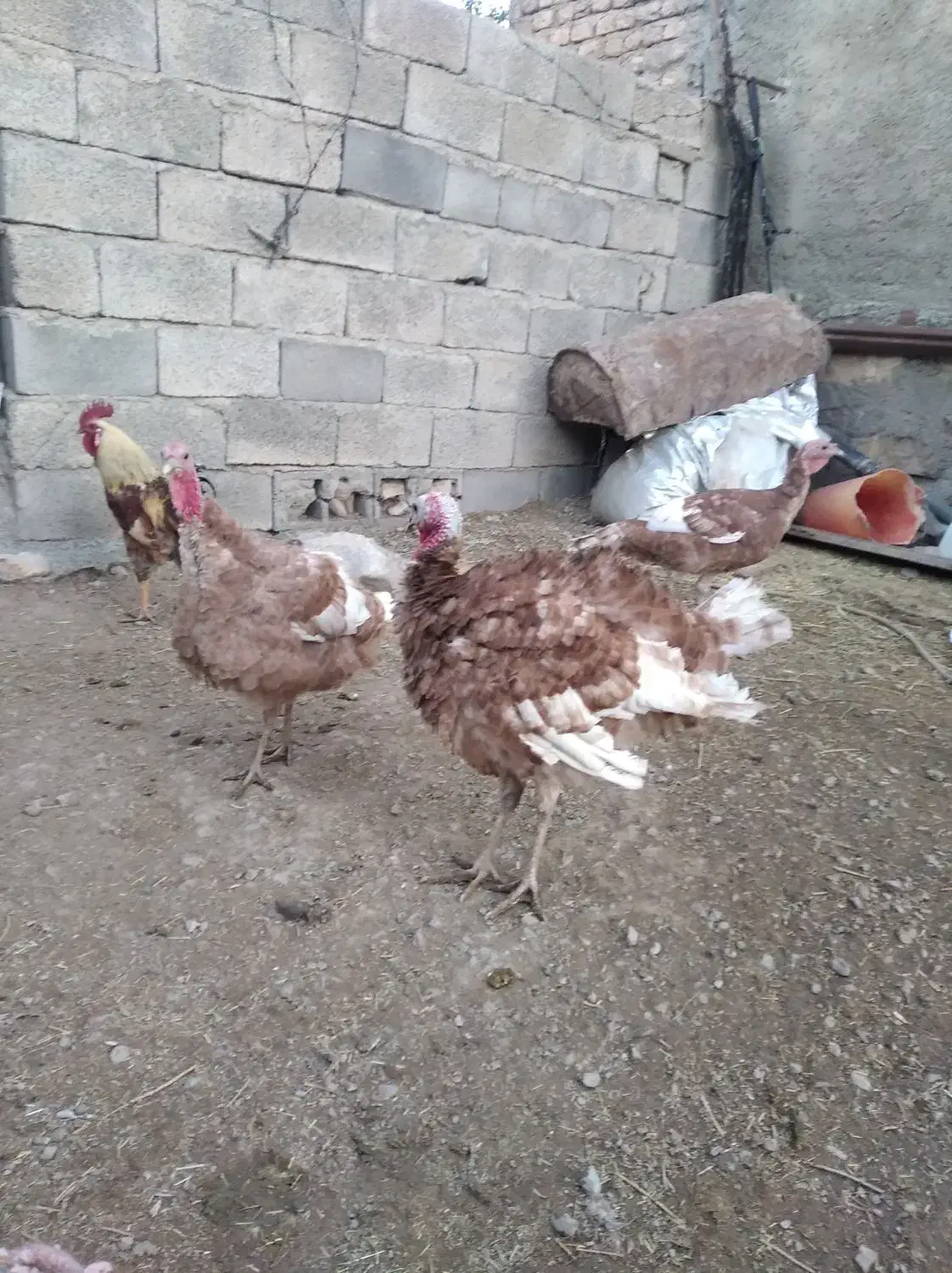 بوقلمون بوربون سینه پهن|حیوانات مزرعه|بیلوار, |دیوار