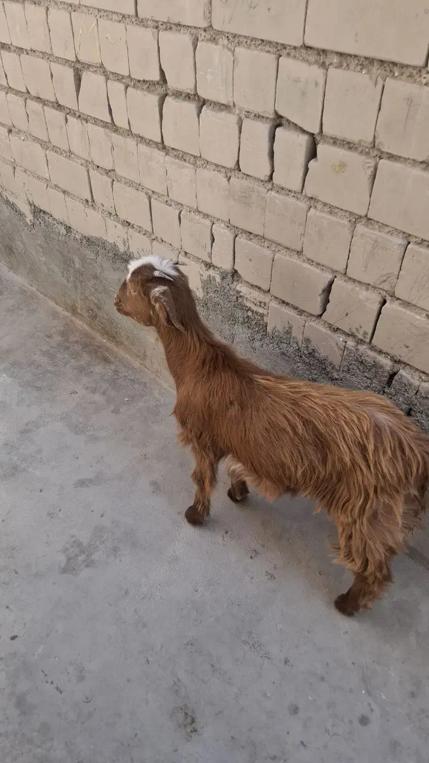 بز شیری|حیوانات مزرعه|ایرانشهر, |دیوار