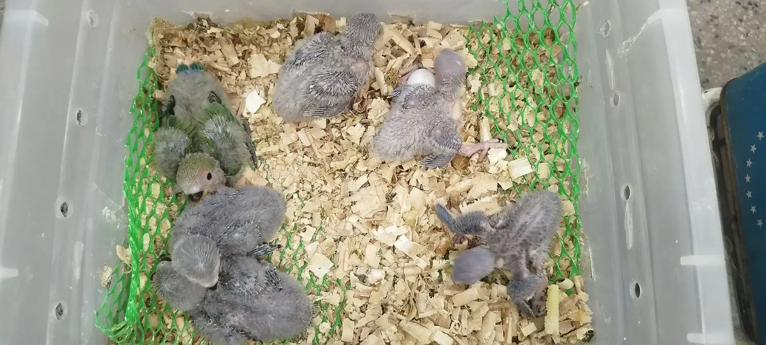 جوجه برزیلی همه رنگ.گرینچیک راهب خورشیدی|پرنده|پاکدشت, پاکدشت (مامازند)|دیوار