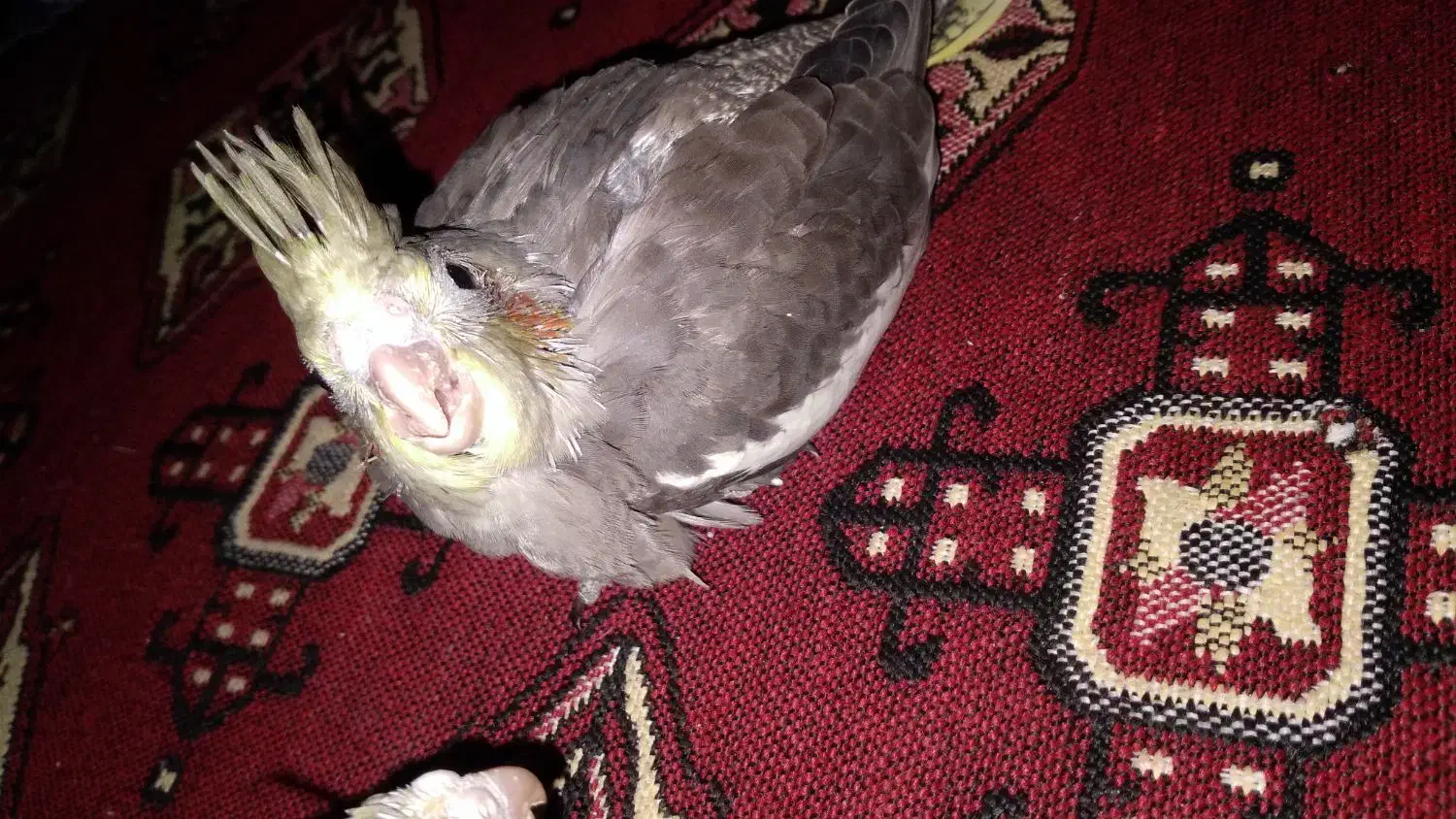 عروس هلندی|پرنده|پاکدشت, پاکدشت (مامازند)|دیوار