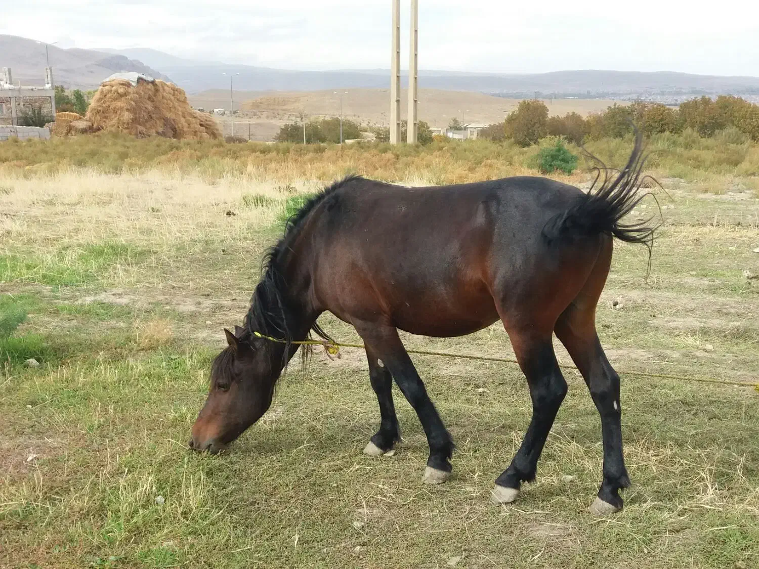 فروش اسب نریان|حیوانات مزرعه|قره ضیاالدین, |دیوار