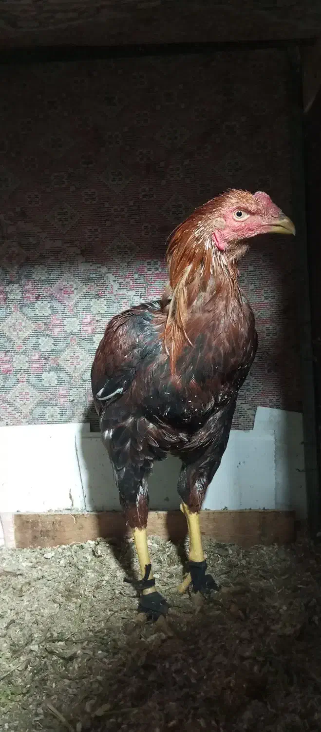 جوجه خروس 6ماهه|حیوانات مزرعه|نقده, |دیوار