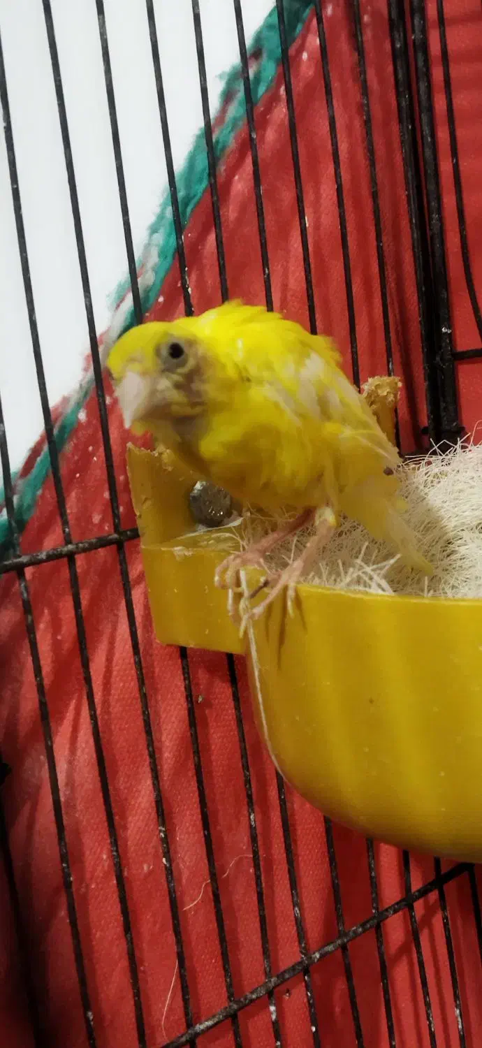 جفت قناری نر ماده|پرنده|اردبیل, |دیوار