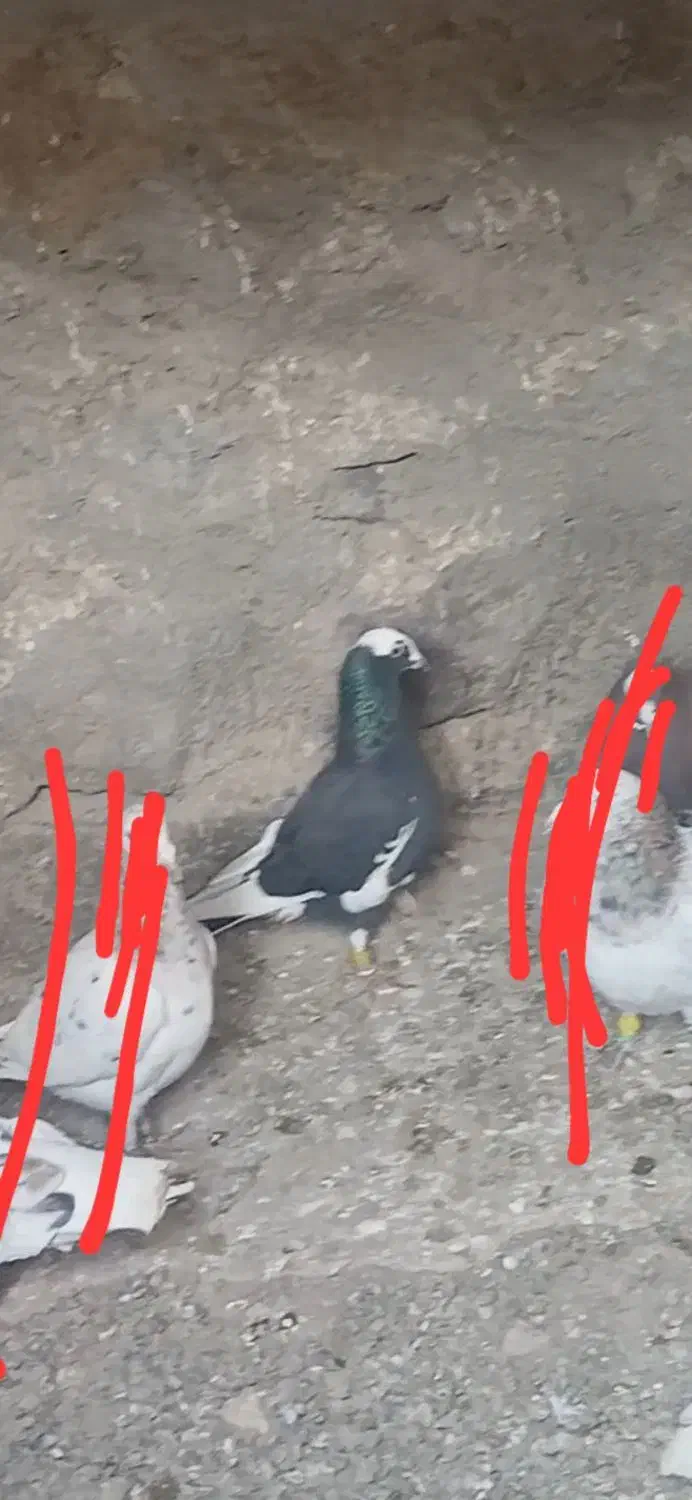 کبوتر|حیوانات|تاکستان, |دیوار