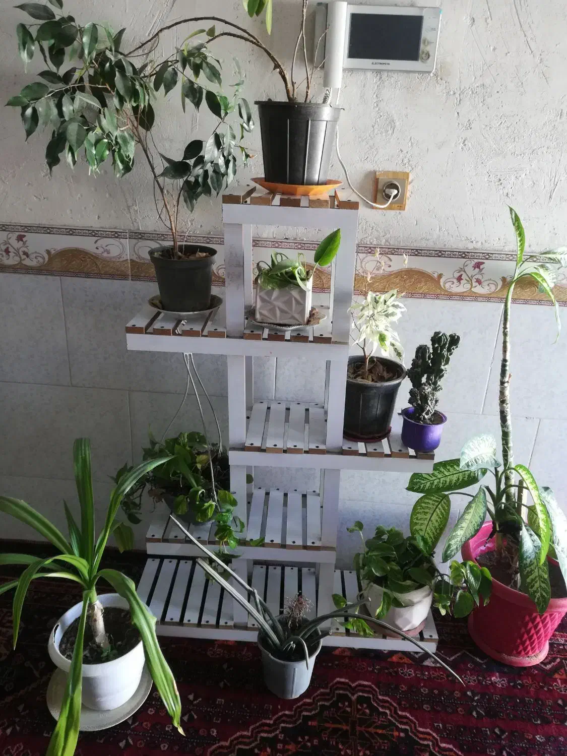 گل طبیعی|گل و گیاه طبیعی|برازجان, |دیوار