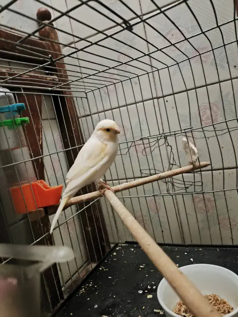 قناری نر و ماده|پرنده|قدس, شهرقدس|دیوار