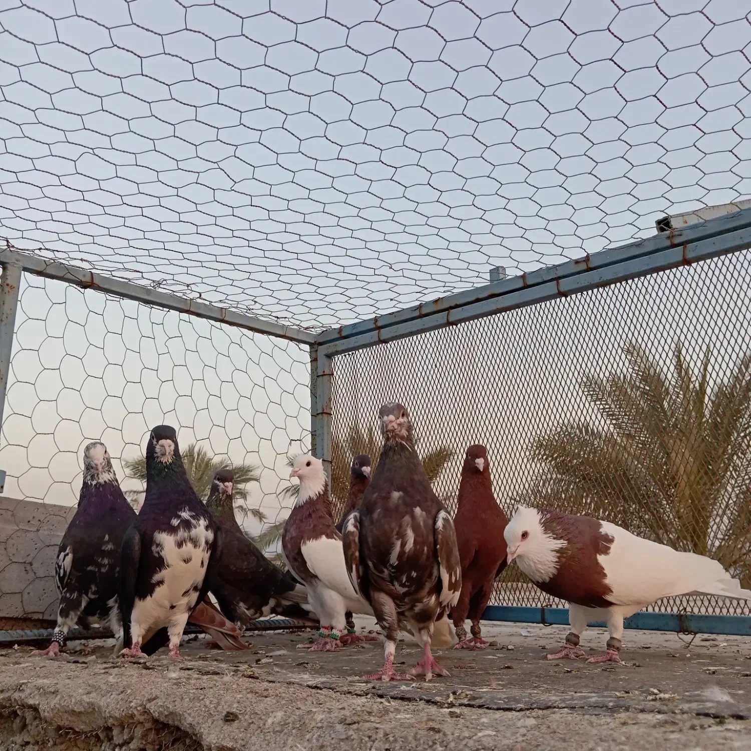 رنگی|پرنده|آبپخش, |دیوار