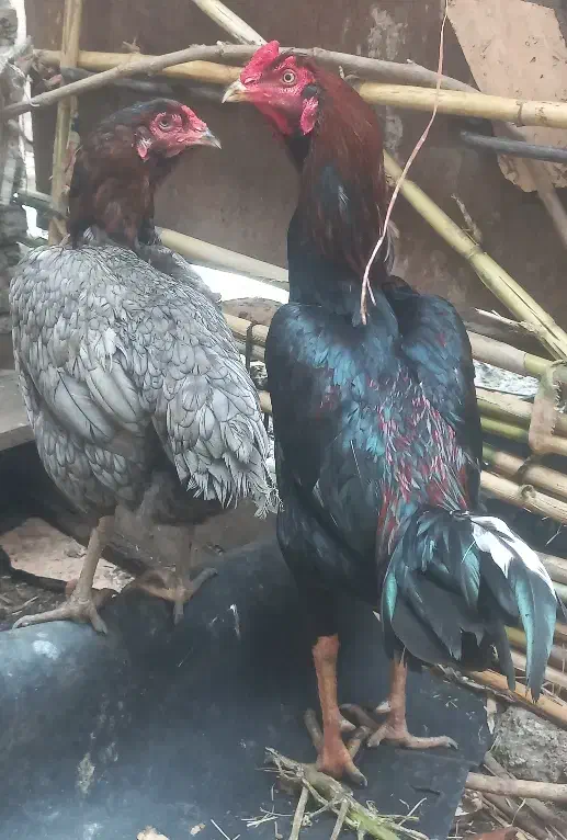 تخم مرغ لاری|حیوانات مزرعه|خان ببین, |دیوار