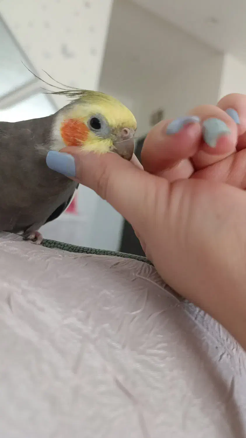 فروش عروس هلندی یکجا باهم|پرنده|رودهن, |دیوار