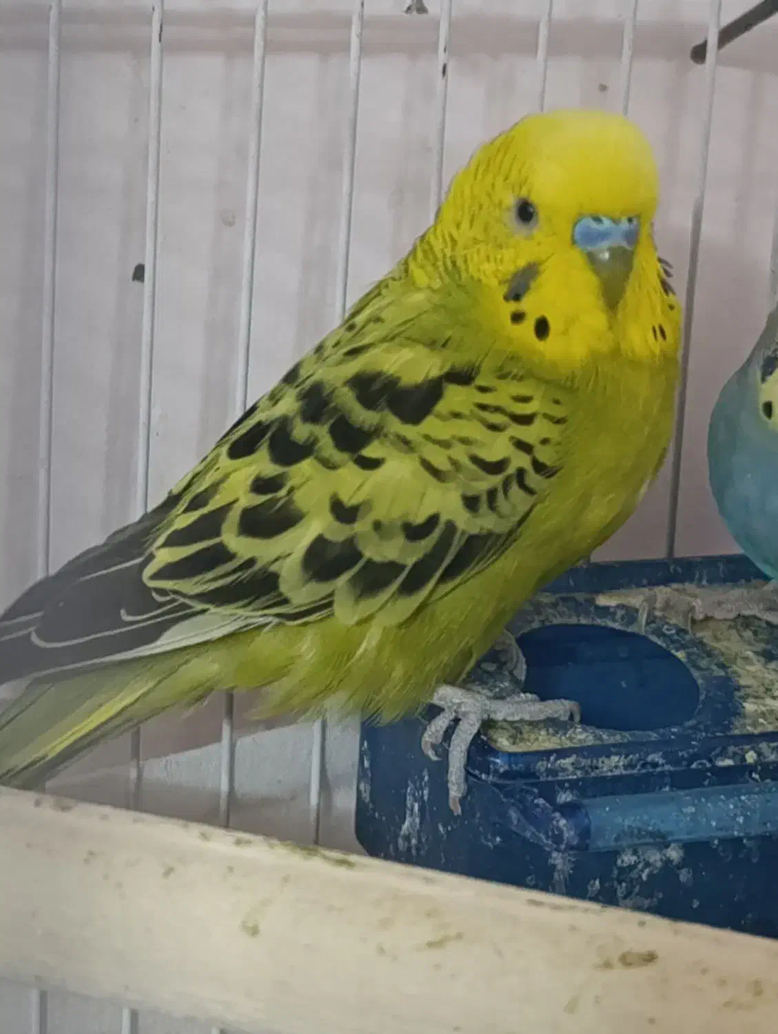 مرغ عشق|پرنده|صدرا-فارس, فاز ۱|دیوار