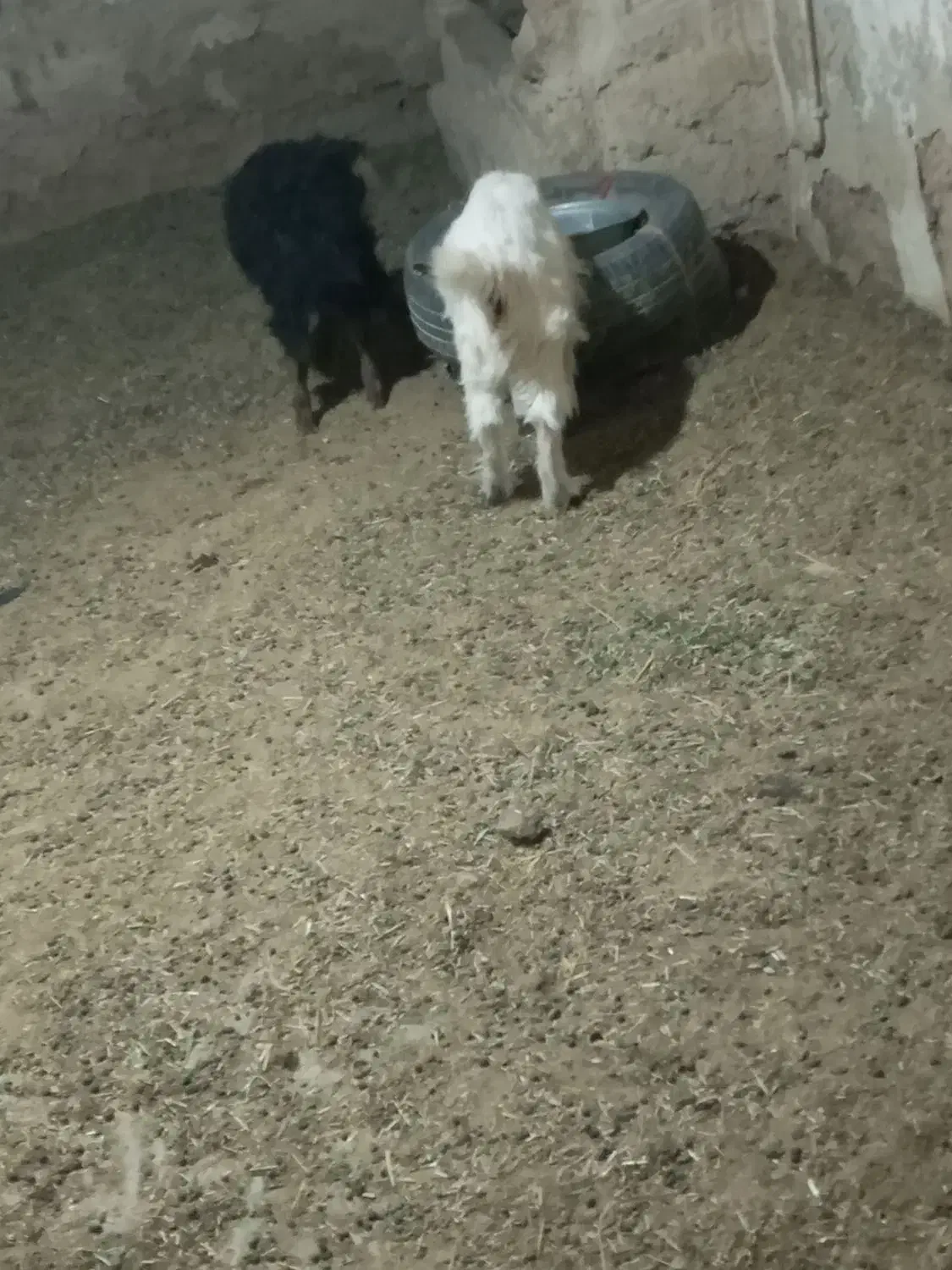 فروش بزغاله|حیوانات مزرعه|گلپایگان, |دیوار