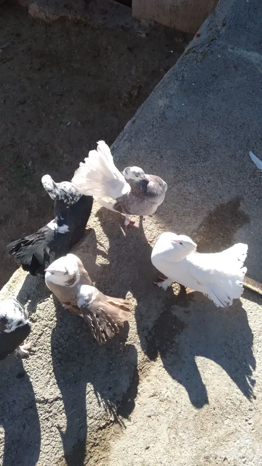 کبوتر دم چتری|پرنده|بزینه رود, |دیوار