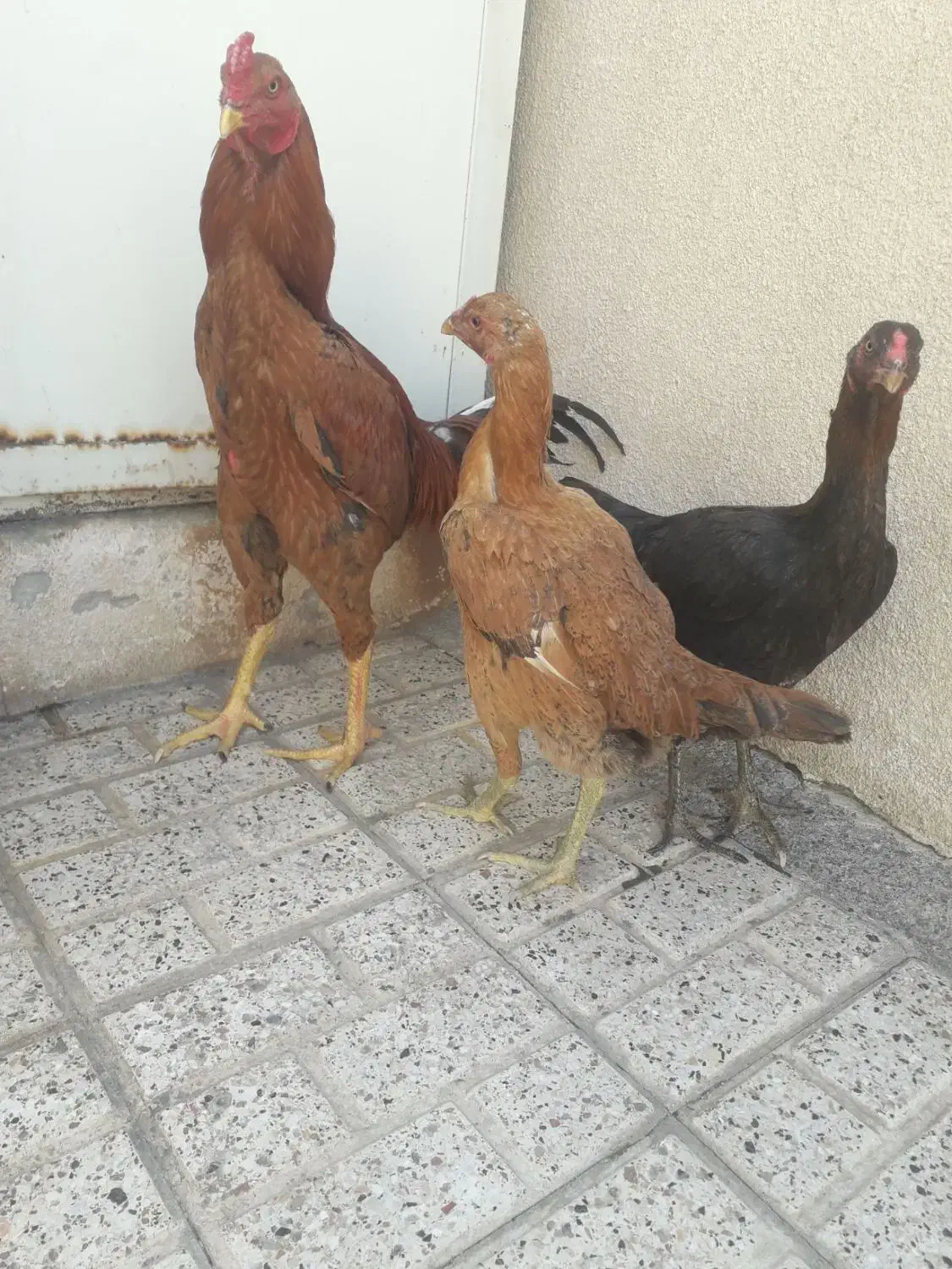 مرغ|حیوانات مزرعه|مشهد, رضاییه|دیوار