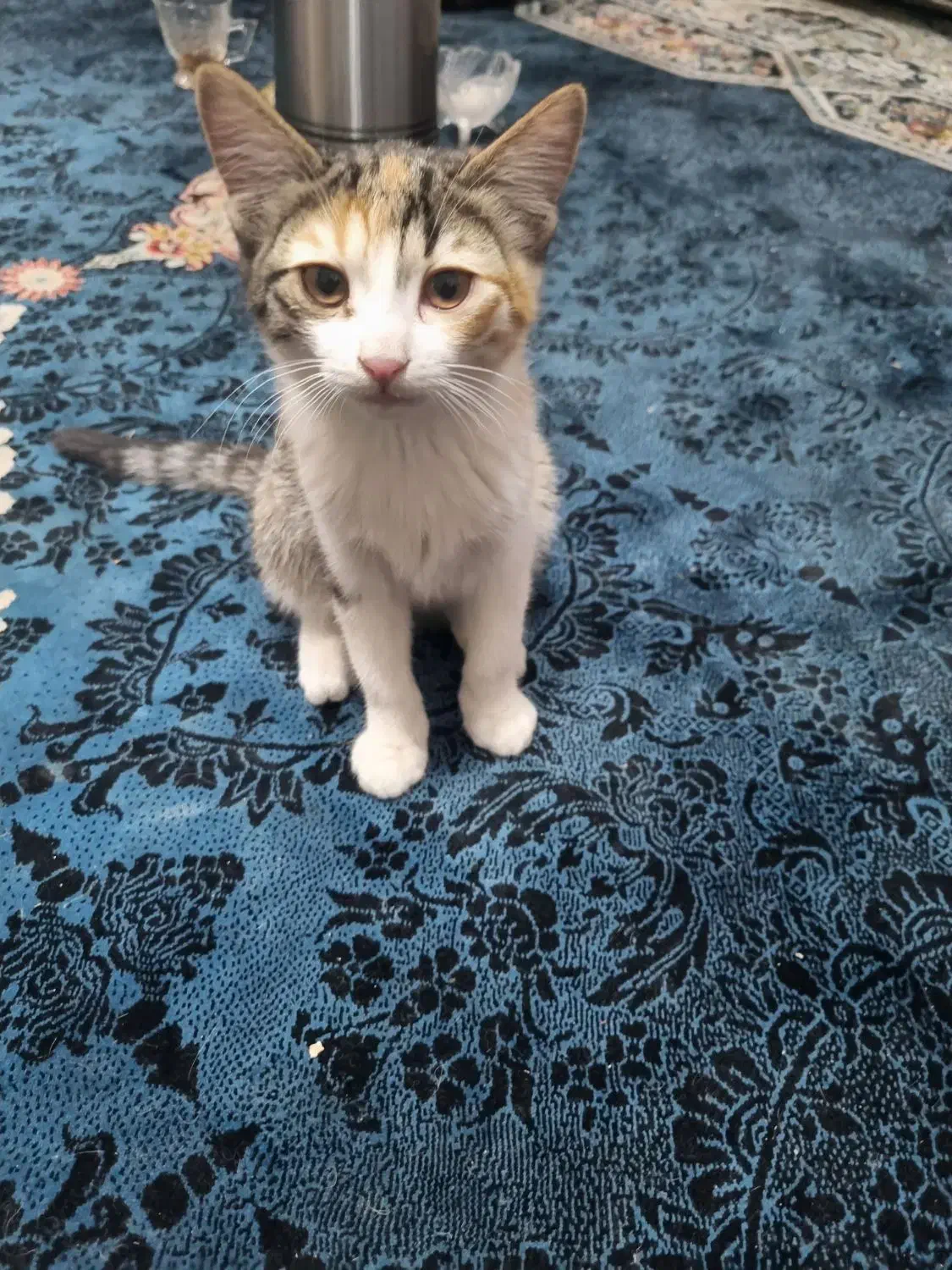 گربه خونگی|گربه|شیراز, شهرک مهدیآباد|دیوار