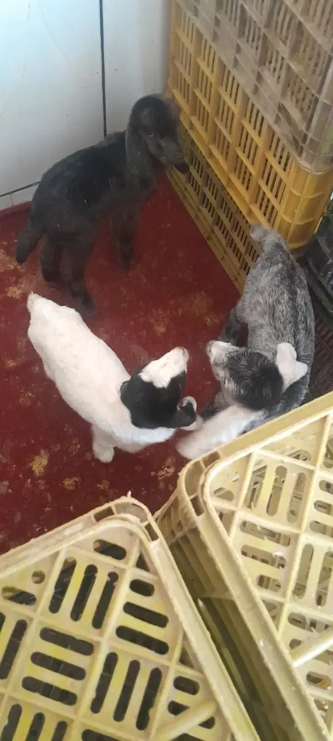 کهره شیری|حیوانات مزرعه|مرودشت, دولت آباد|دیوار