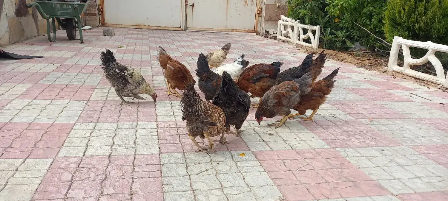 خروس|حیوانات مزرعه|شیراز, انجیره|دیوار