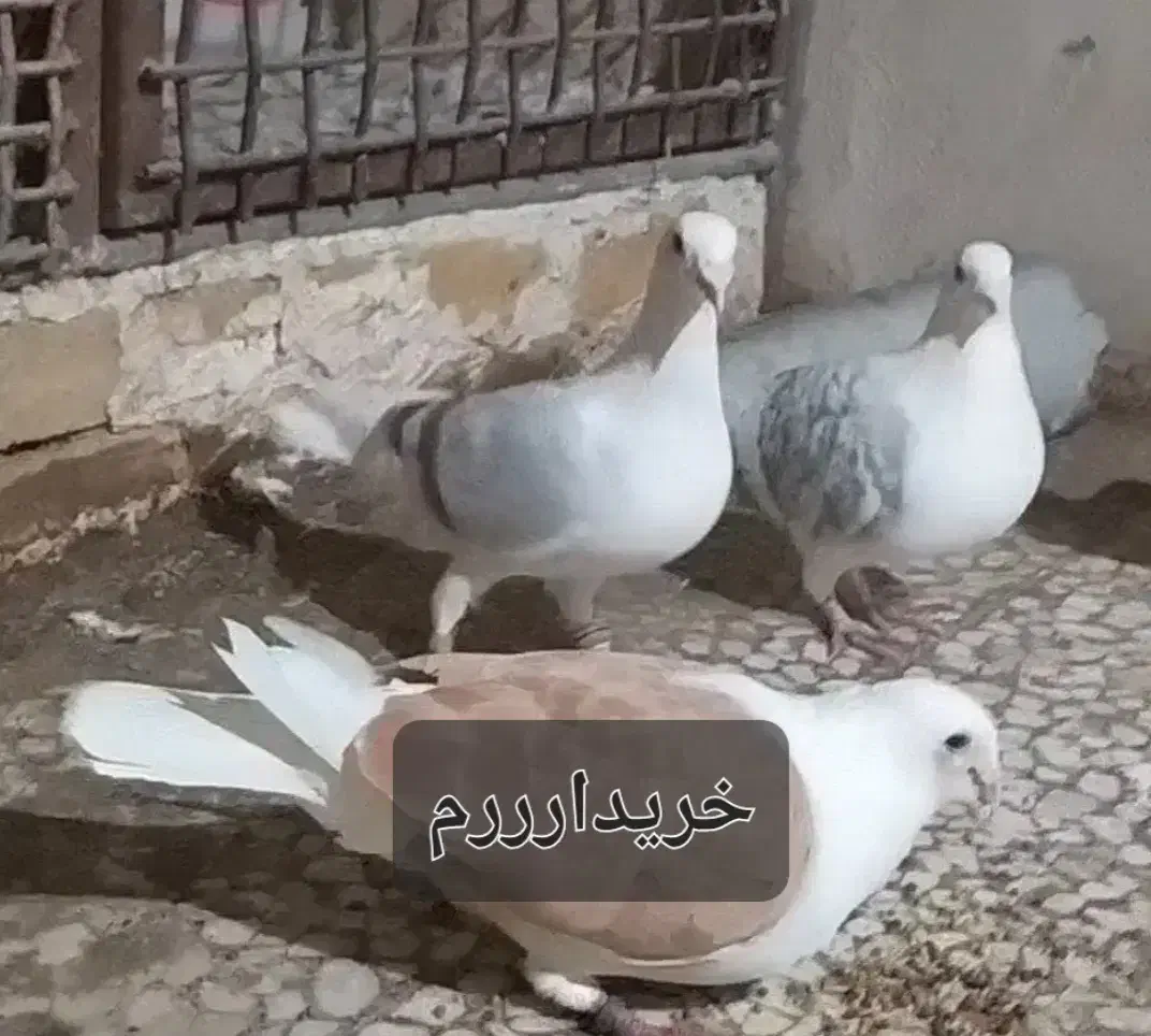 کبوتر دوکت پلاکی|پرنده|دهدشت, |دیوار