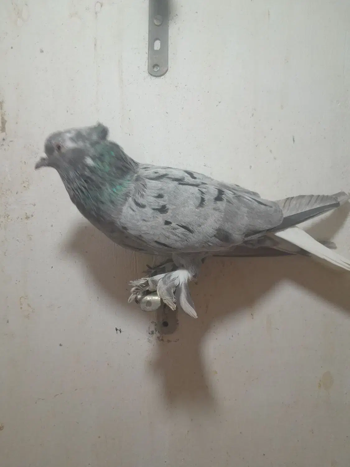 کبوتر فروشی|پرنده|شیراز, شهرک رضوان|دیوار