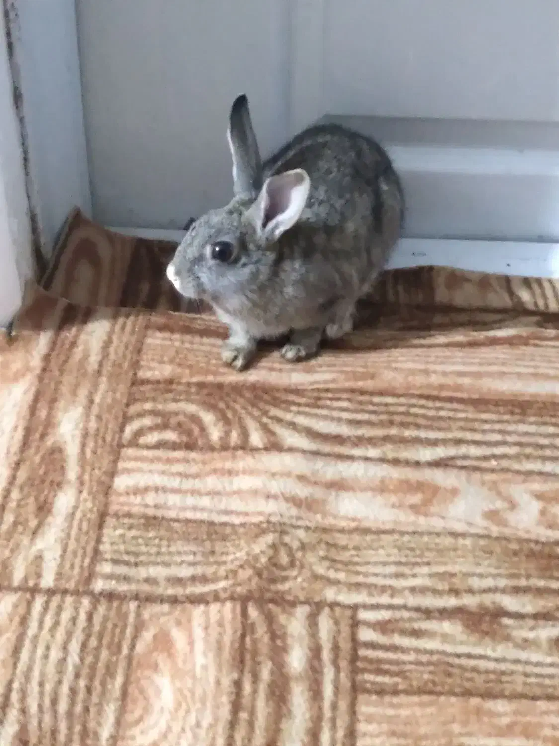 خرگوش مشگی و قوای وسفید برای فروش|موش و خرگوش|اسالم, |دیوار