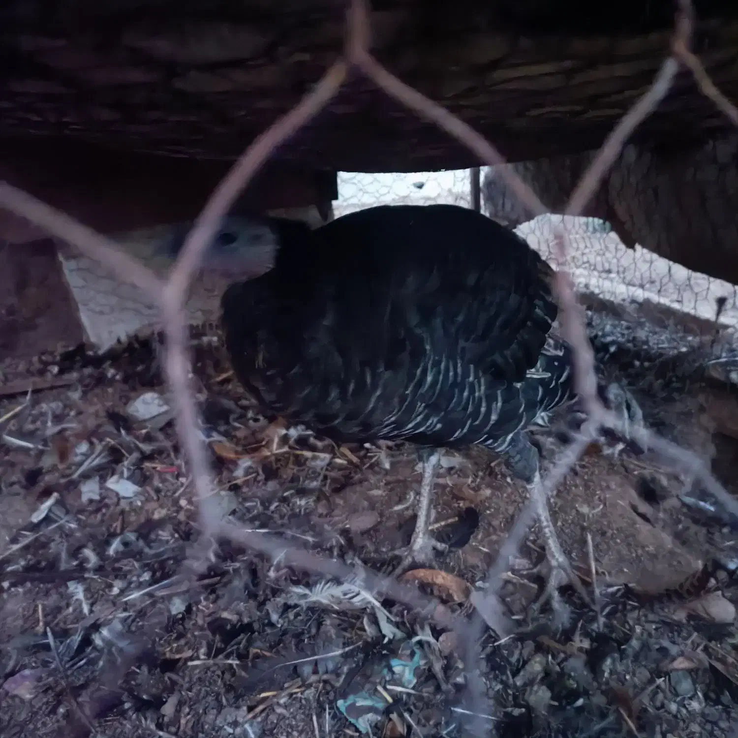 فروش سه عدد مرغ محلی وبوقلمون|حیوانات مزرعه|عطاملک, |دیوار