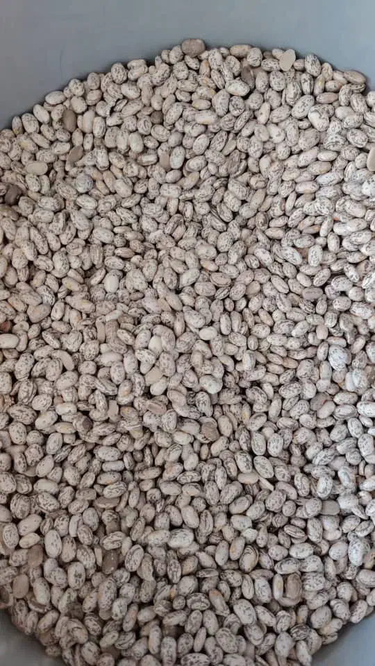 لوبیا چیتی ارتشی خرم آباد|خوردنی و آشامیدنی|شیراز, فرهنگ شهر|دیوار