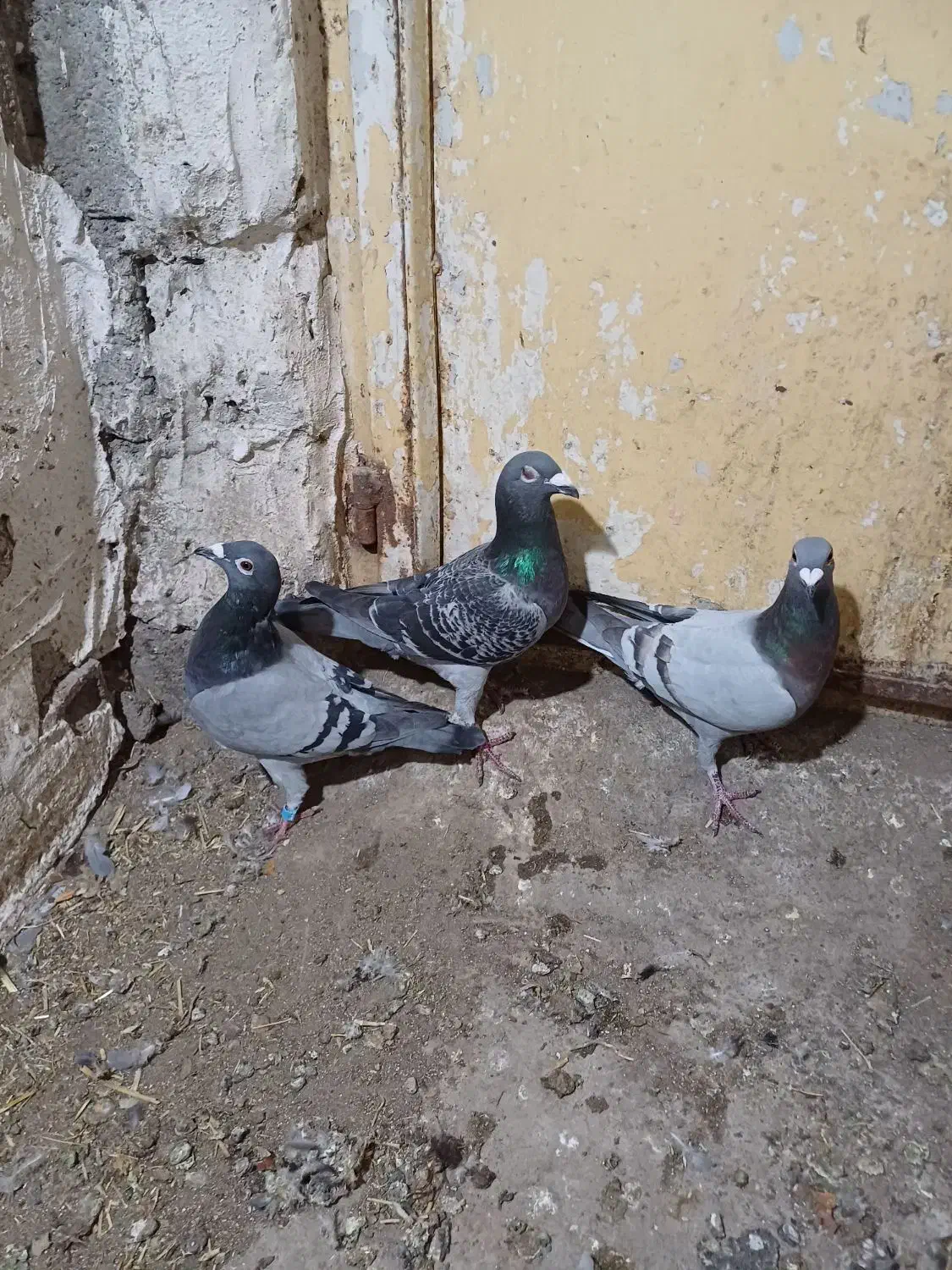 کبوتر پلاکی|پرنده|ویلکیج, |دیوار