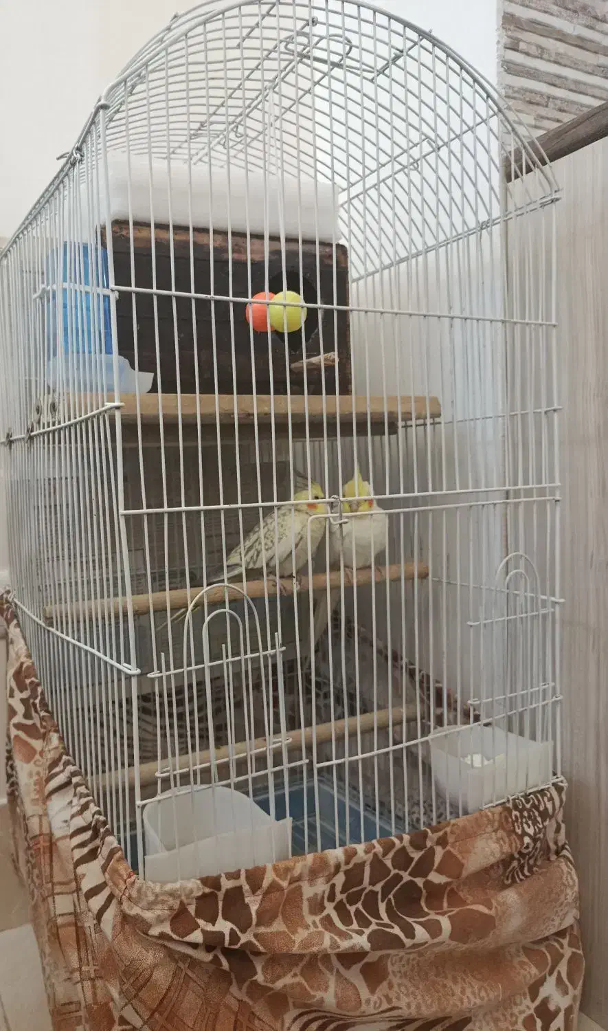 عروس هلندی|پرنده|زنجان, |دیوار