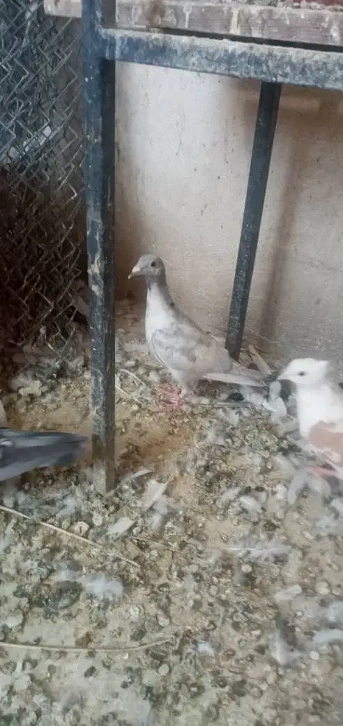 کبوتر معاوضه با چاقو و...|پرنده|فولادشهر, B7|دیوار