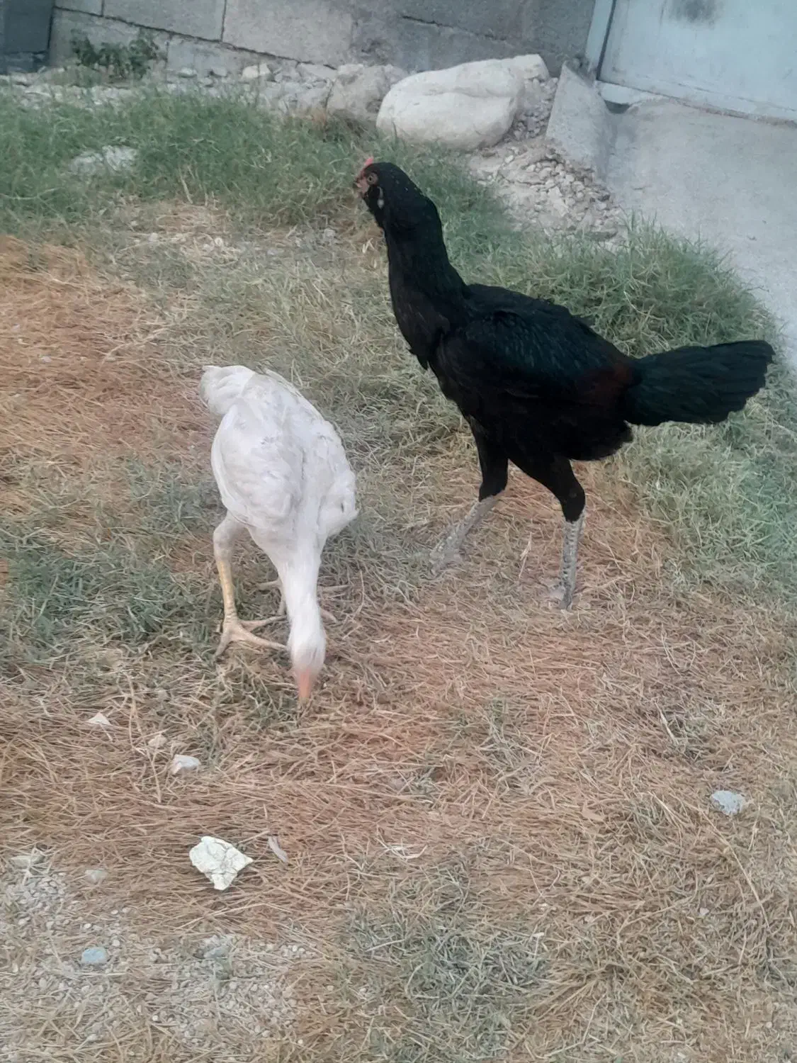 خروس لاری|حیوانات مزرعه|جم, |دیوار