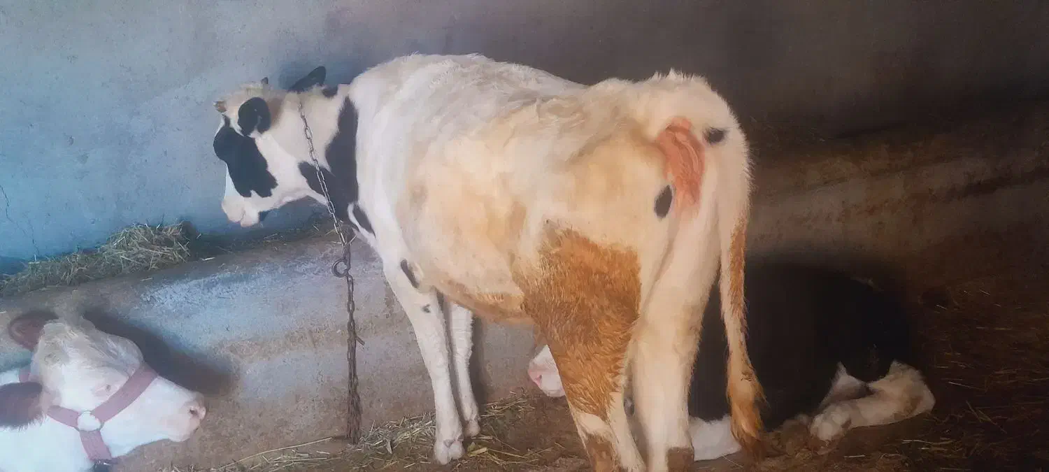 ماده هلشتاین اصل صنعتی|حیوانات مزرعه|بستان آباد, |دیوار