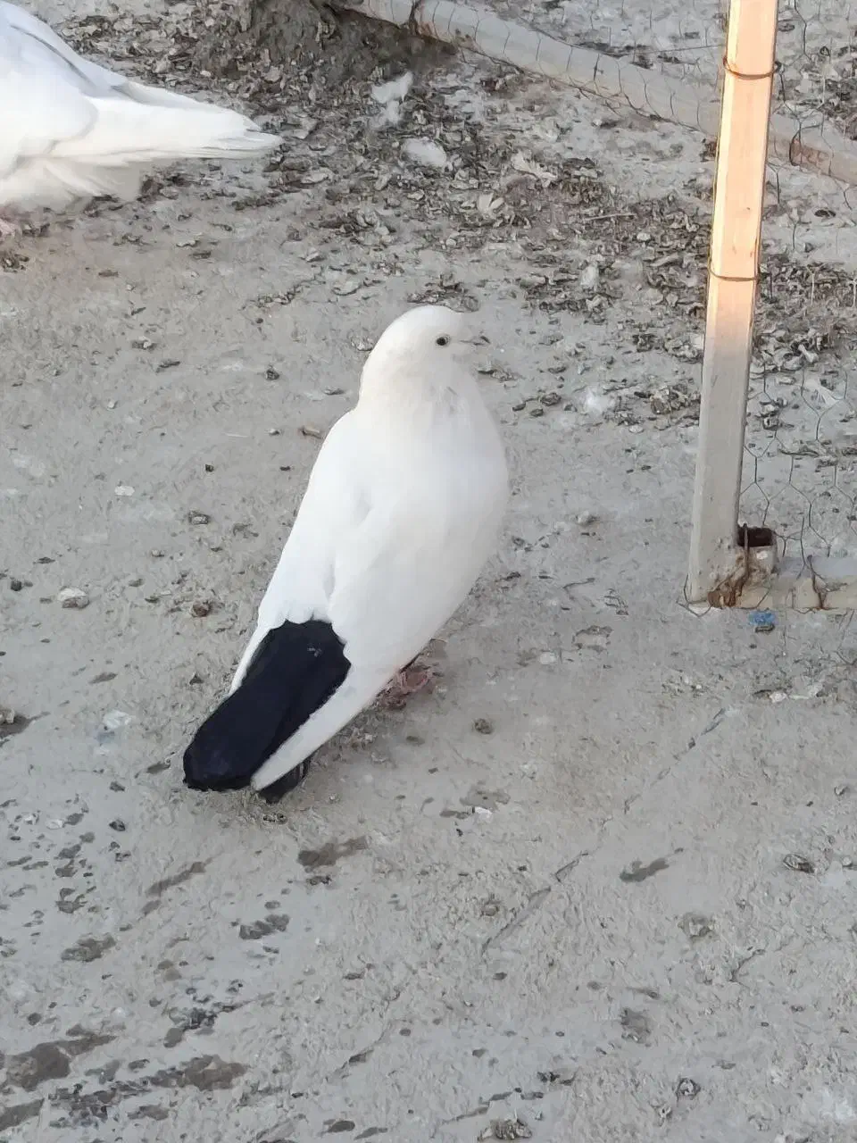 کبوتر دو کت و دم سیاه|پرنده|کرمانشاه, |دیوار