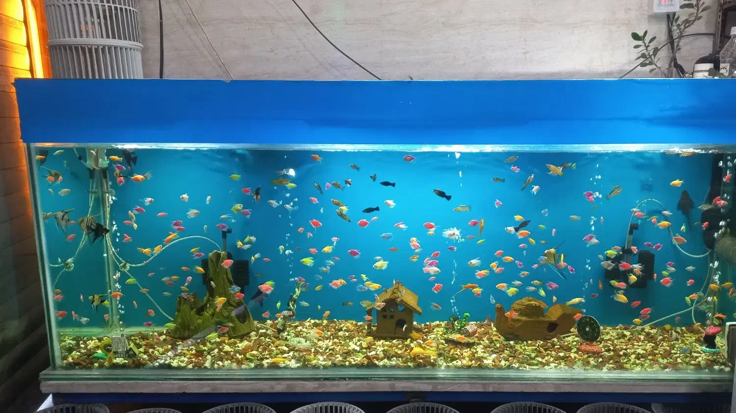 آکواریوم|ماهی|بروجرد, |دیوار