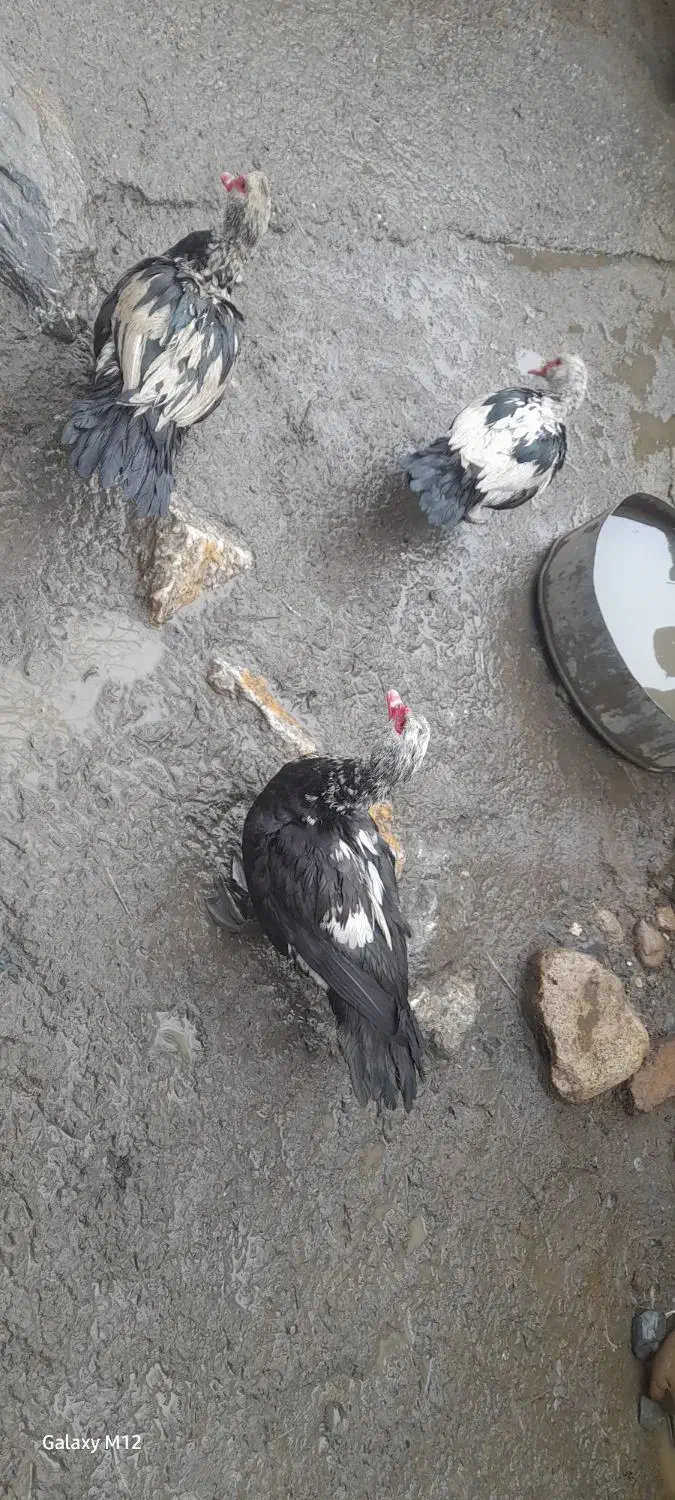 مرغابی روسی|حیوانات مزرعه|ربط, |دیوار